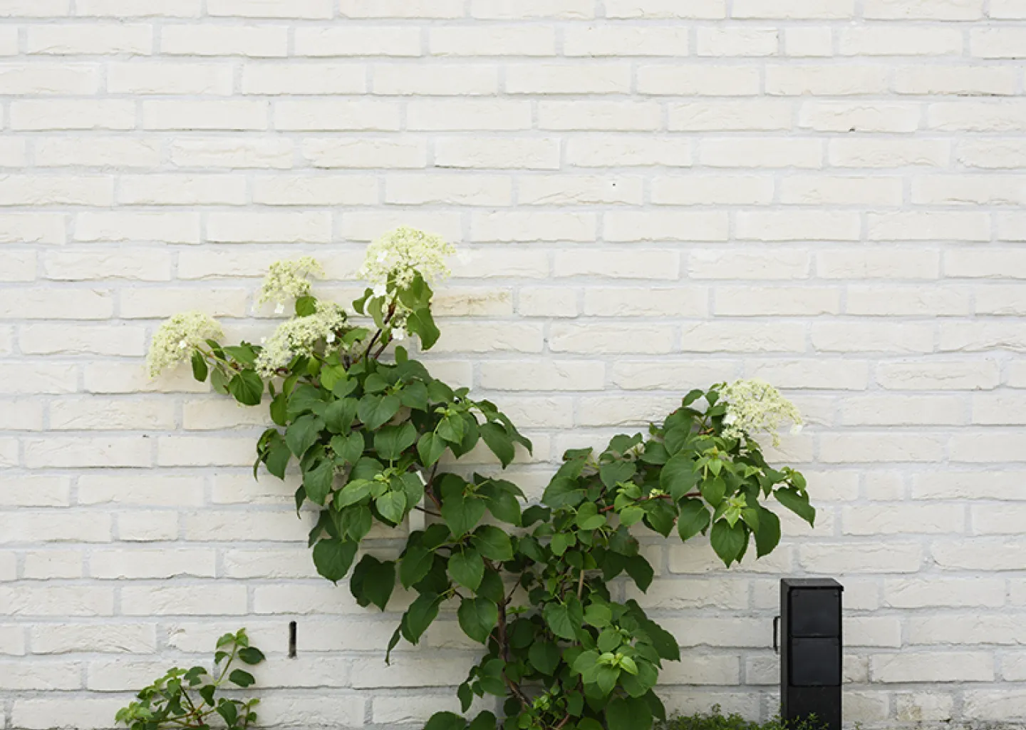 Een Hydrangea zorgt voor hoogte en een zuiders accent