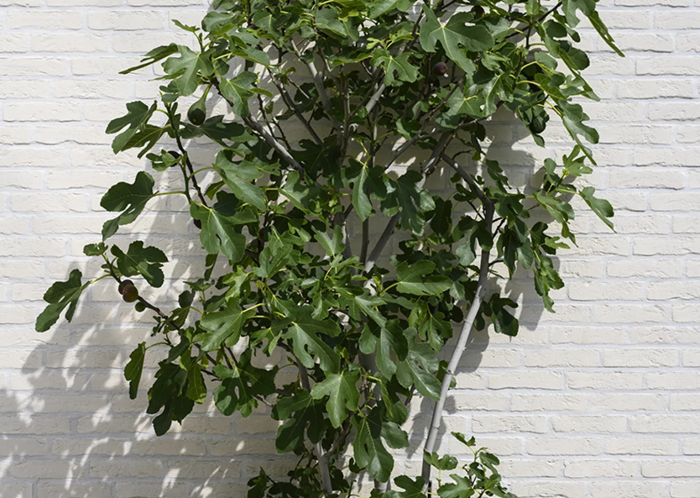 Achteraan zorgt een vijgenboom voor hoogte en een zuiders accent