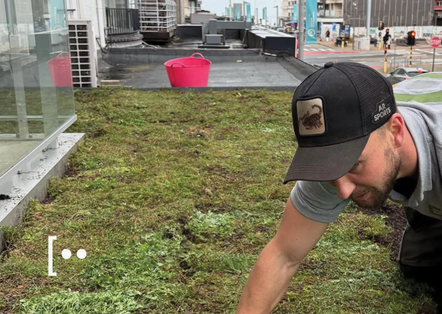 Tuinen Cobbaert legt een extensief groendak aan op een dakterras aan de Belgische kust met sedumbeplanting