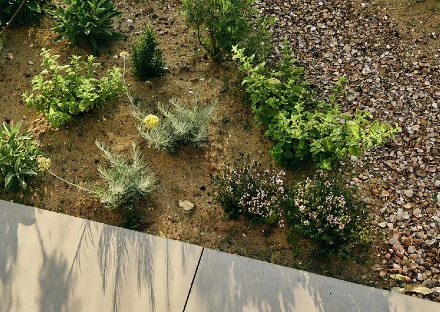 Tuinen Cobbaert combineert duinbeplanting met gepolierd beton in een modern tuinontwerp