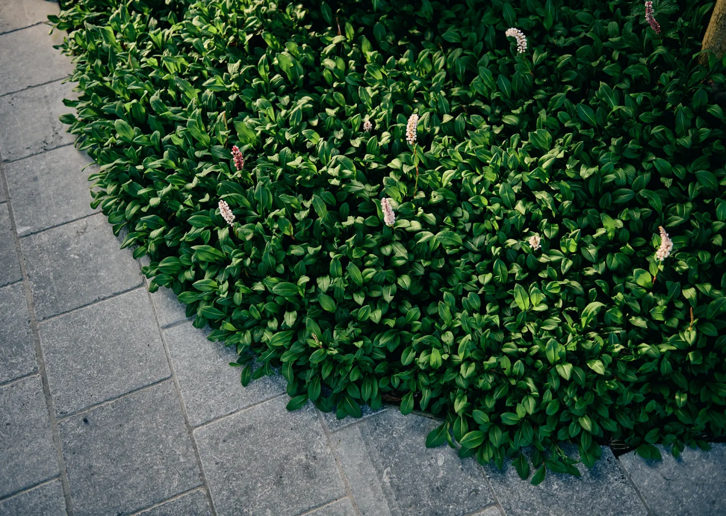Bodembedekkende beplanting langs een pad in blauwe steen door Tuinen Cobbaert