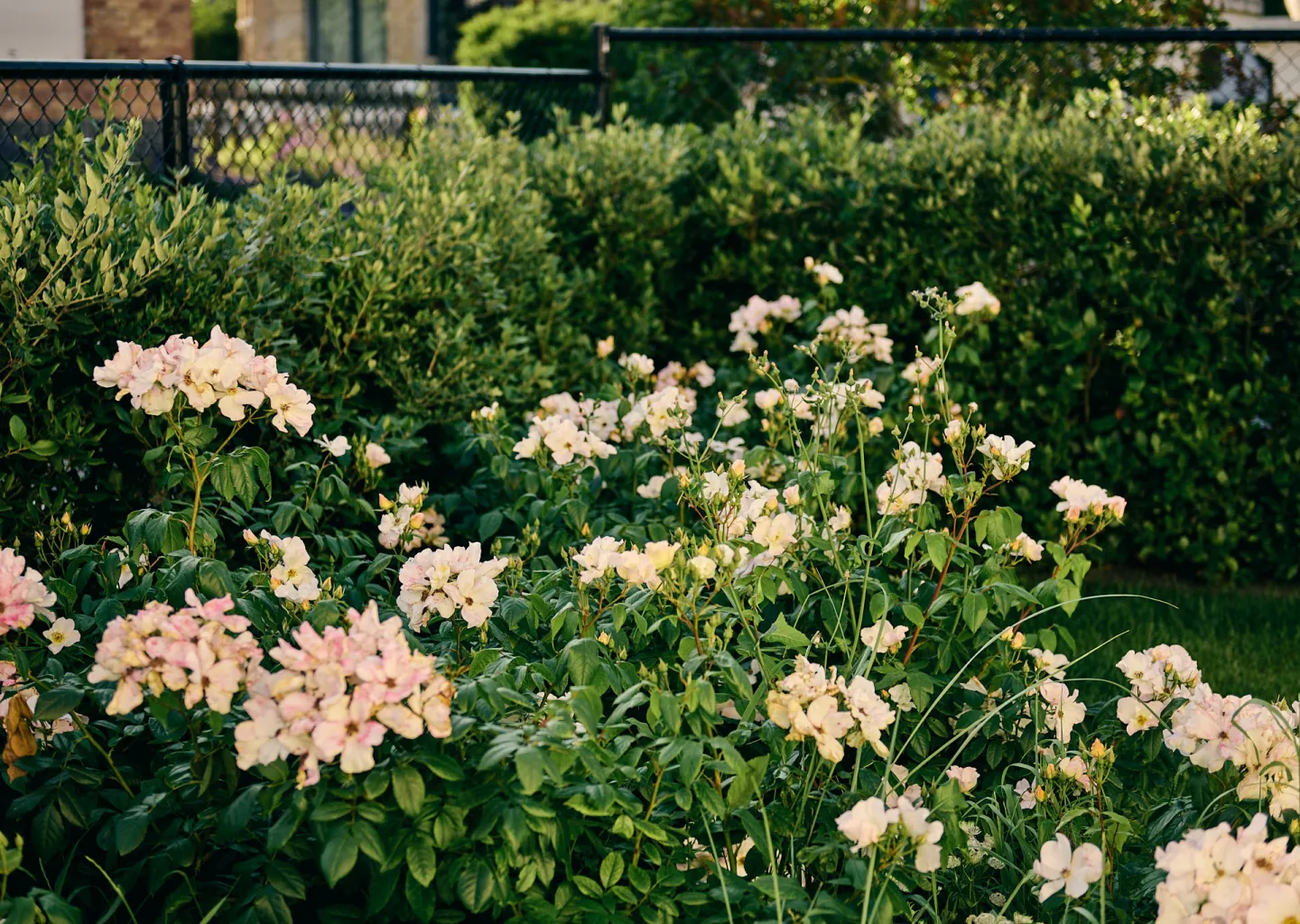 Bloeiende rozen voor een groene haag in een kusttuin aangelegd door Tuinen Cobbaert