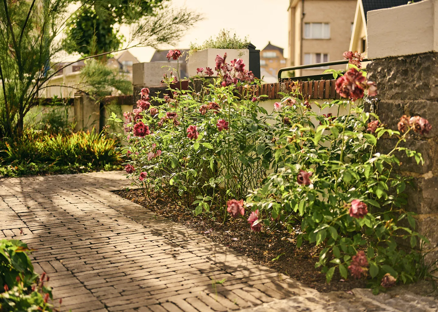 Kleurrijke beplanting langs een tuinpad in kleiklinkers door Tuinen Cobbaert